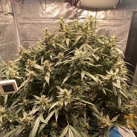 VANILLA FROSTING AUTO growlog timeline photo
