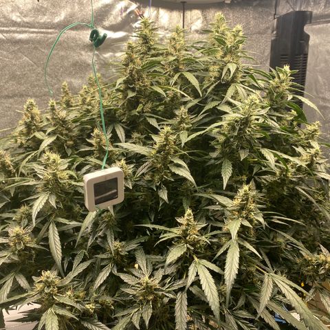 VANILLA FROSTING AUTO growlog timeline photo