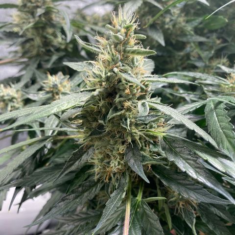 VANILLA FROSTING AUTO growlog timeline photo