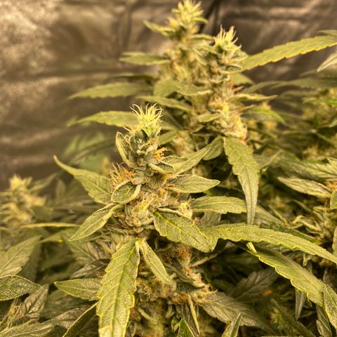 VANILLA FROSTING AUTO growlog timeline photo