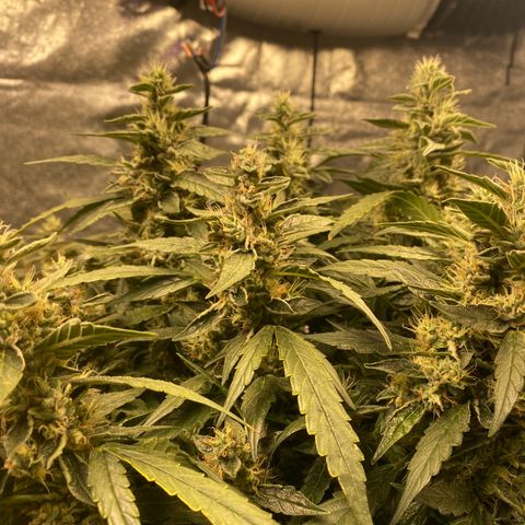 VANILLA FROSTING AUTO growlog timeline photo