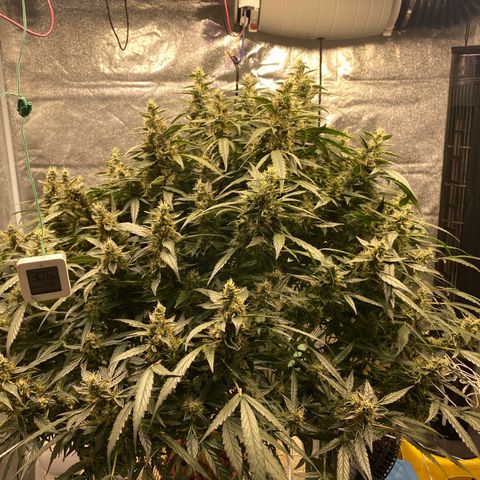 VANILLA FROSTING AUTO growlog timeline photo