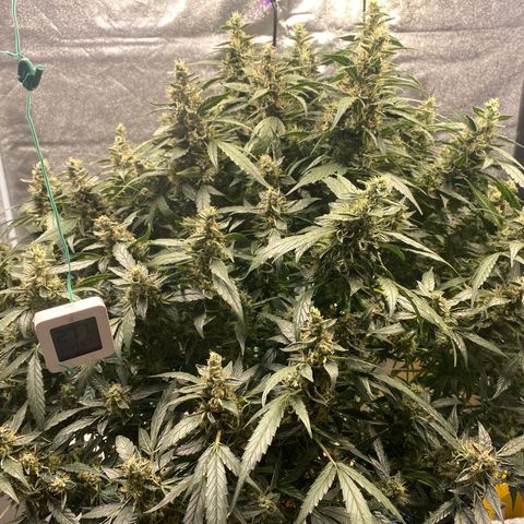 VANILLA FROSTING AUTO growlog timeline photo