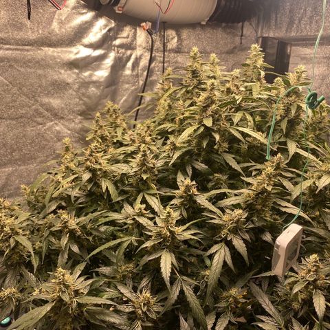 VANILLA FROSTING AUTO growlog timeline photo