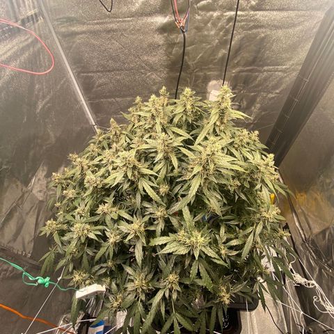 VANILLA FROSTING AUTO growlog timeline photo