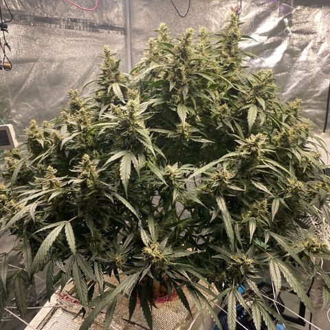 VANILLA FROSTING AUTO growlog timeline photo