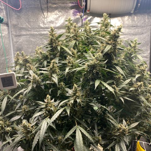 VANILLA FROSTING AUTO growlog timeline photo