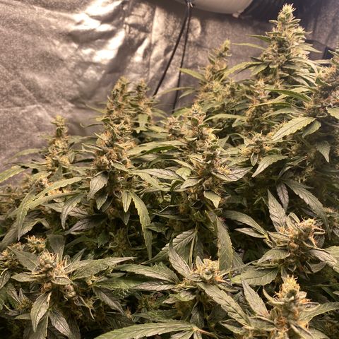 VANILLA FROSTING AUTO growlog timeline photo