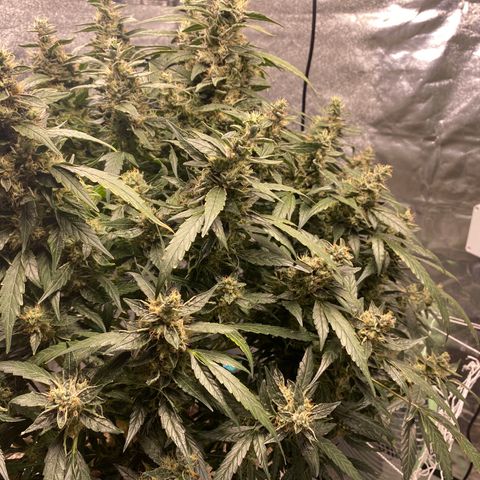 VANILLA FROSTING AUTO growlog timeline photo