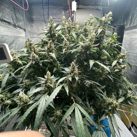 VANILLA FROSTING AUTO growlog timeline photo