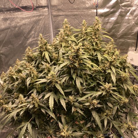 VANILLA FROSTING AUTO growlog timeline photo