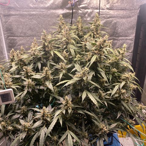 VANILLA FROSTING AUTO growlog timeline photo