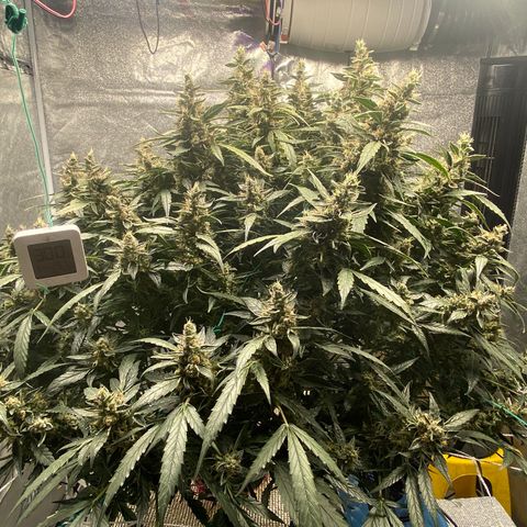 VANILLA FROSTING AUTO growlog timeline photo