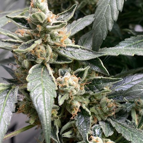VANILLA FROSTING AUTO growlog timeline photo