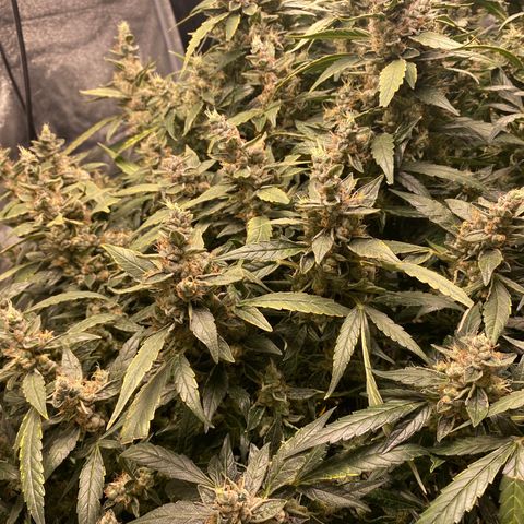 VANILLA FROSTING AUTO growlog timeline photo