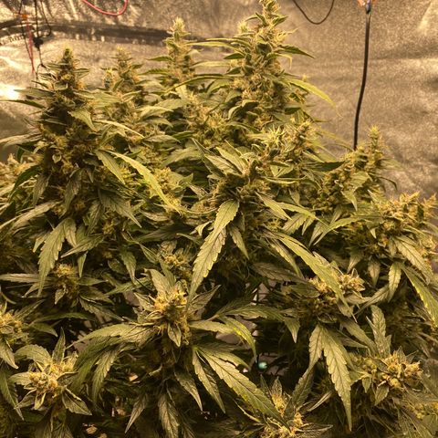VANILLA FROSTING AUTO growlog timeline photo