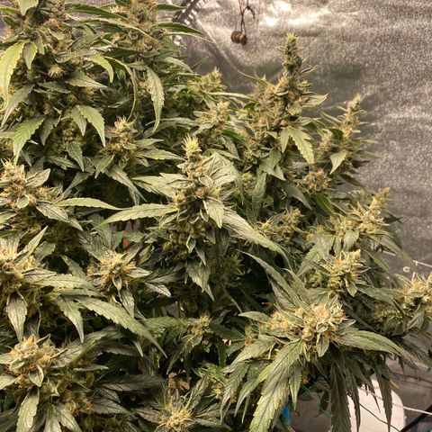 VANILLA FROSTING AUTO growlog timeline photo