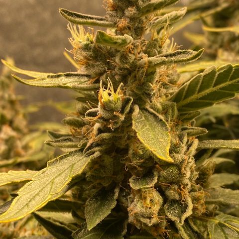 VANILLA FROSTING AUTO growlog timeline photo