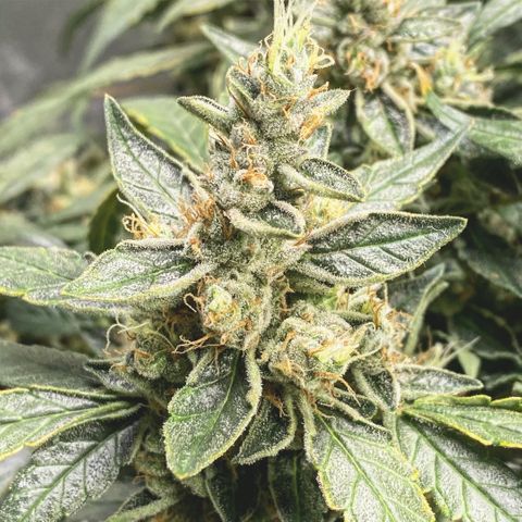 VANILLA FROSTING AUTO growlog timeline photo