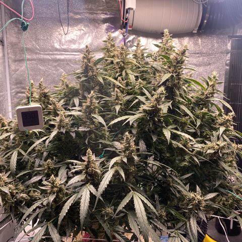 VANILLA FROSTING AUTO growlog timeline photo