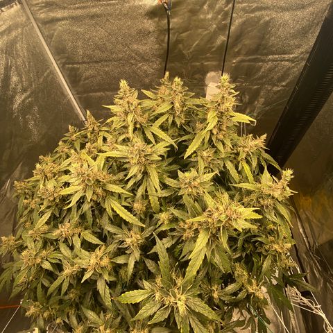 VANILLA FROSTING AUTO growlog timeline photo