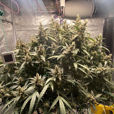 VANILLA FROSTING AUTO growlog timeline photo