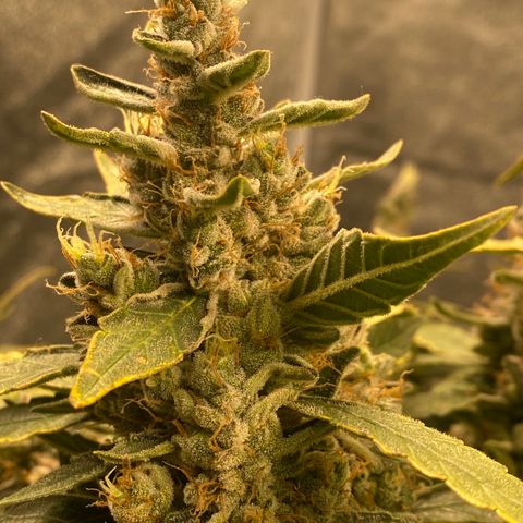 VANILLA FROSTING AUTO growlog timeline photo