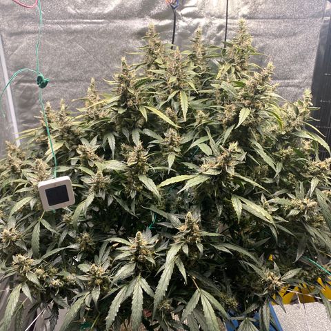 VANILLA FROSTING AUTO growlog timeline photo