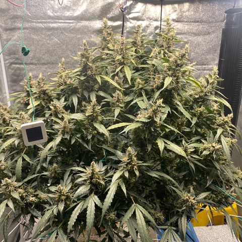VANILLA FROSTING AUTO growlog timeline photo