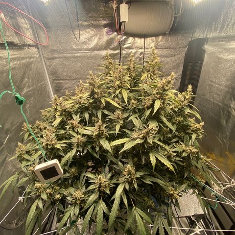 VANILLA FROSTING AUTO growlog timeline photo