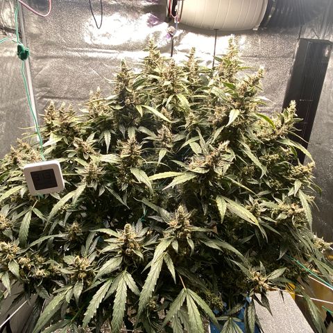 VANILLA FROSTING AUTO growlog timeline photo