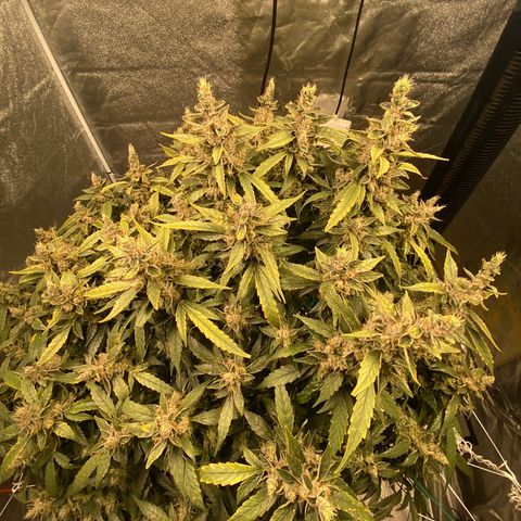 VANILLA FROSTING AUTO growlog timeline photo