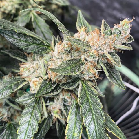 VANILLA FROSTING AUTO growlog timeline photo