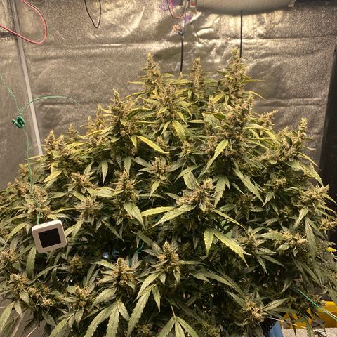 VANILLA FROSTING AUTO growlog timeline photo