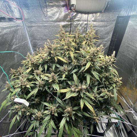 VANILLA FROSTING AUTO growlog timeline photo