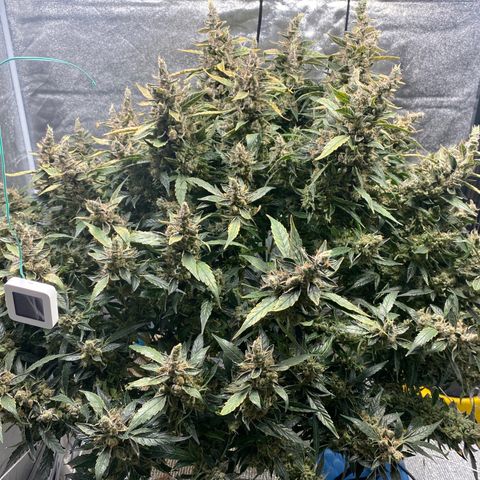 VANILLA FROSTING AUTO growlog timeline photo