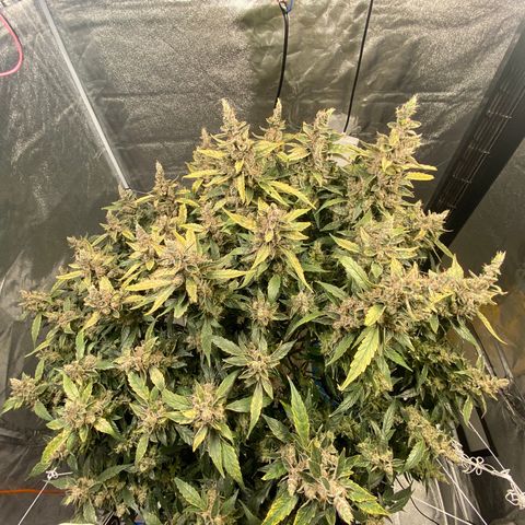 VANILLA FROSTING AUTO growlog timeline photo