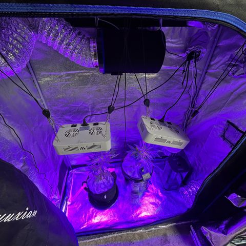 Durban dots growlog photo: Topped hard