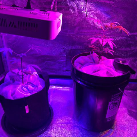 Durban dots growlog photo: Topped hard