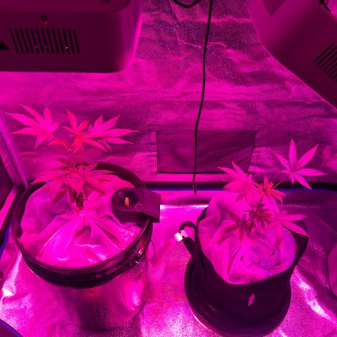 Durban dots growlog photo: Dots left
Earth right
