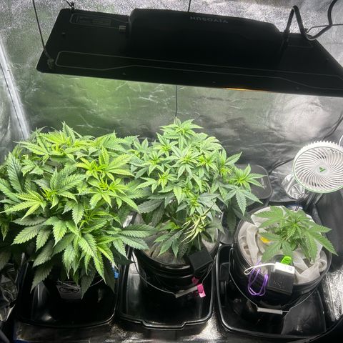 Durban dots growlog timeline photo