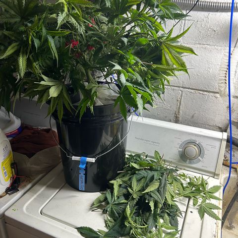 Durban dots growlog timeline photo