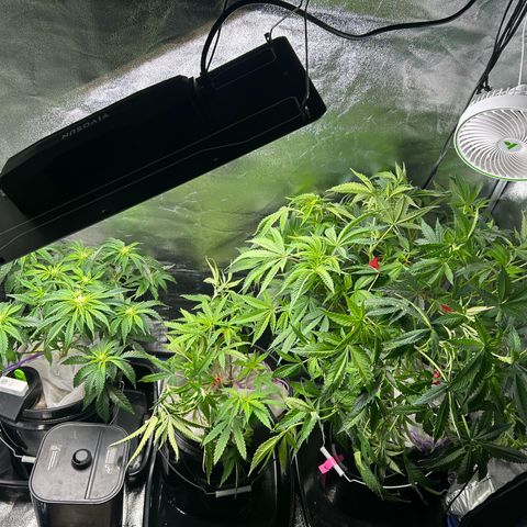 Durban dots growlog photo: Defoliated everything