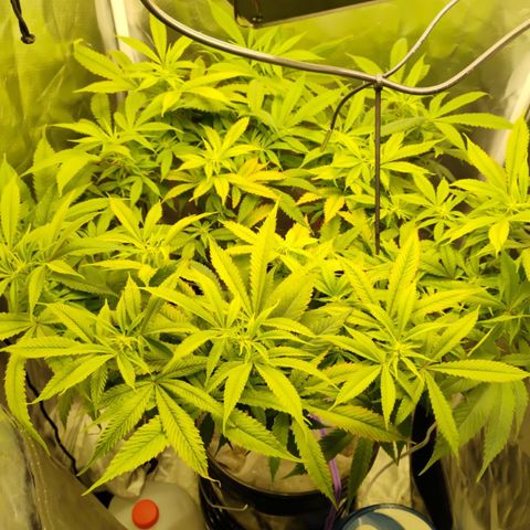 Durban dots growlog photo: Hit her with some cal mag