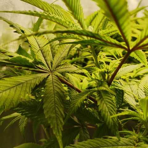 Durban dots growlog photo: Suspecting cal mag deficiency