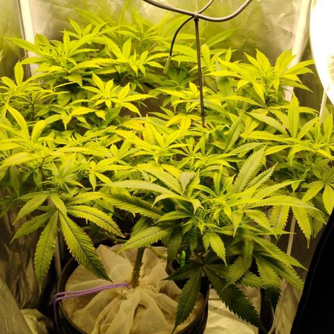 Durban dots growlog photo: Suspecting cal mag deficiency