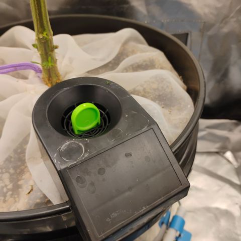 Durban dots growlog photo: She's drinking