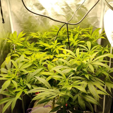 Durban dots growlog photo: She's drinking