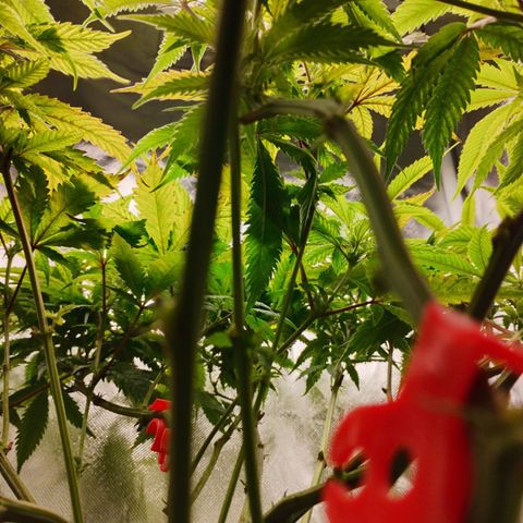 Durban dots growlog photo: She's drinking