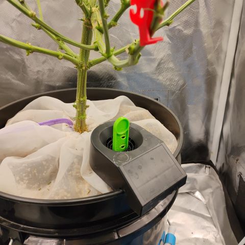 Durban dots growlog timeline photo